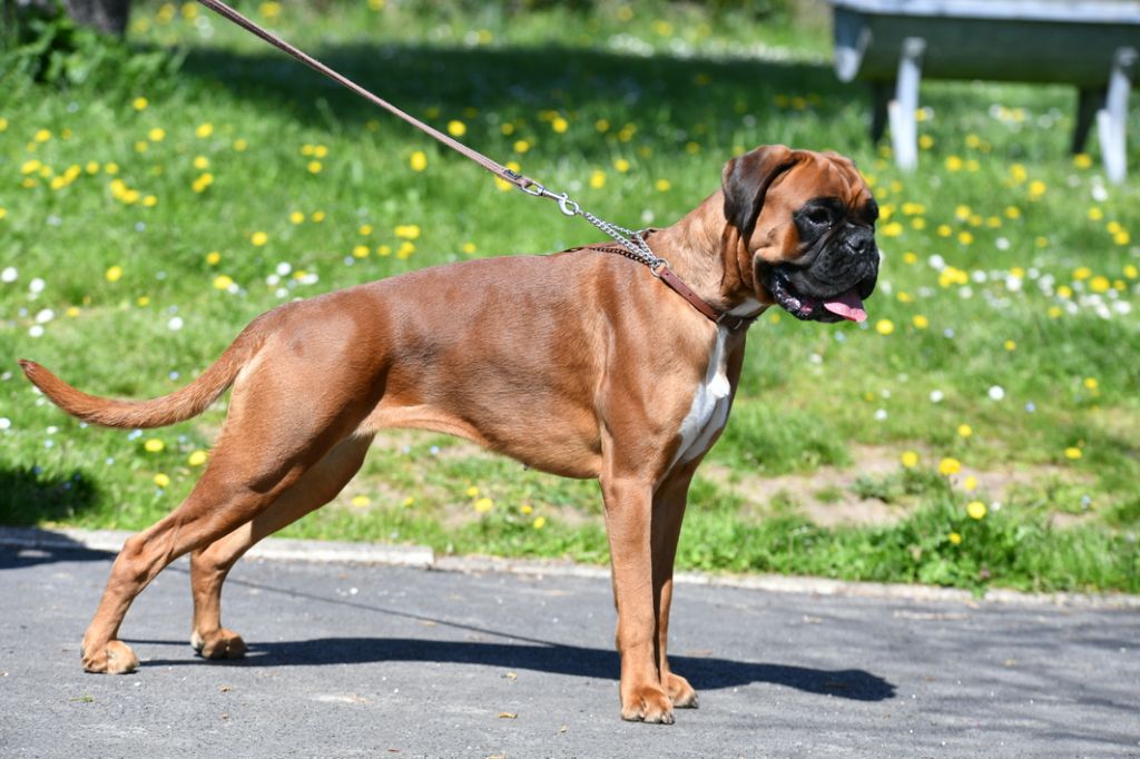 Shanon Du Haras Des Fougeres