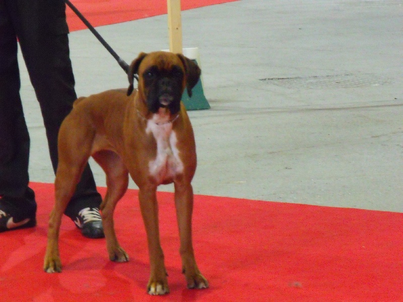 emeraude     boxer fauve