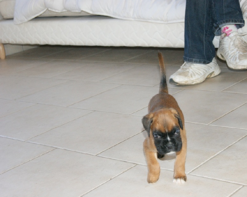 gillys goya             boxer fauve