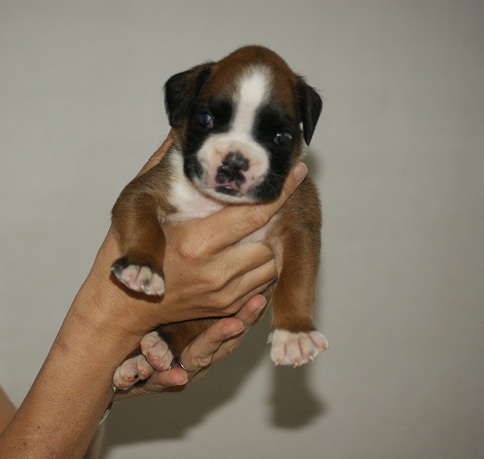 chiots a vendre né le 13/06/13 disponible le 15/08/13